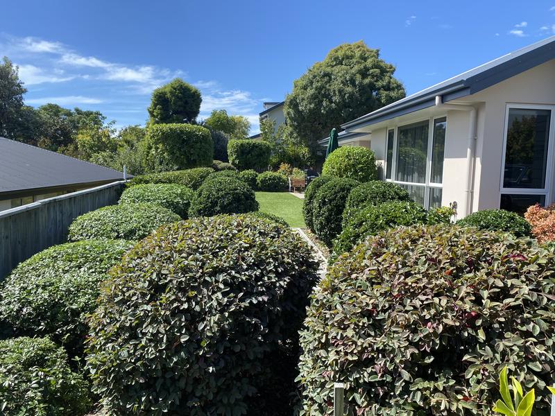 Rounded buxus and clipped hedging in a front garden beside a white weatherboard house