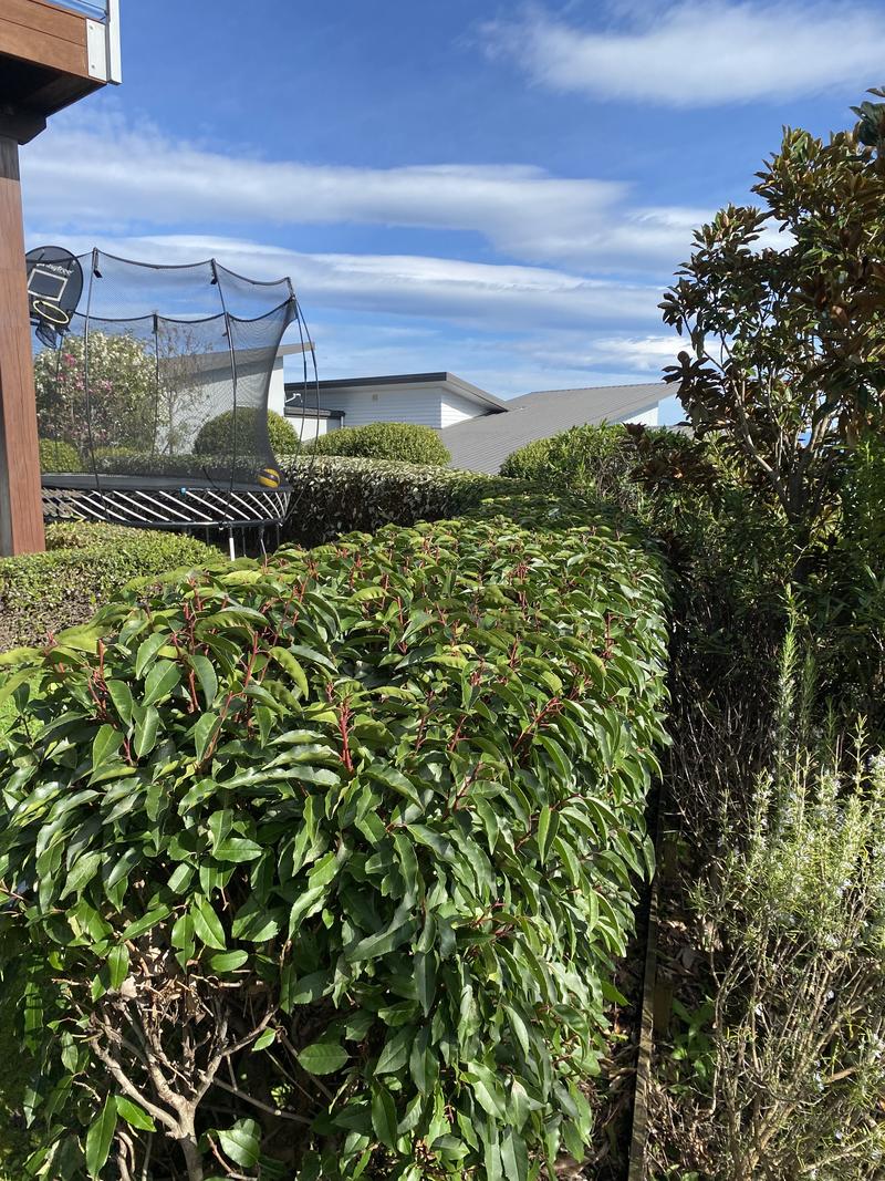 A tall hedge trimmed flat across the top and square down the face, with the offcuts cleared away