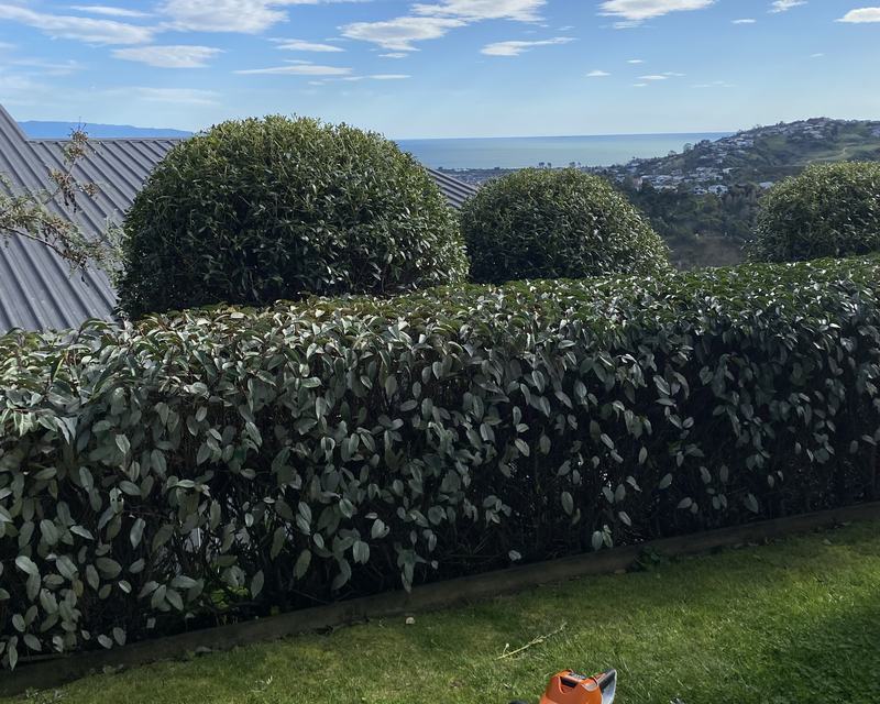 A long hedge trimmed level with clipped shrubs behind it, looking out towards the sea