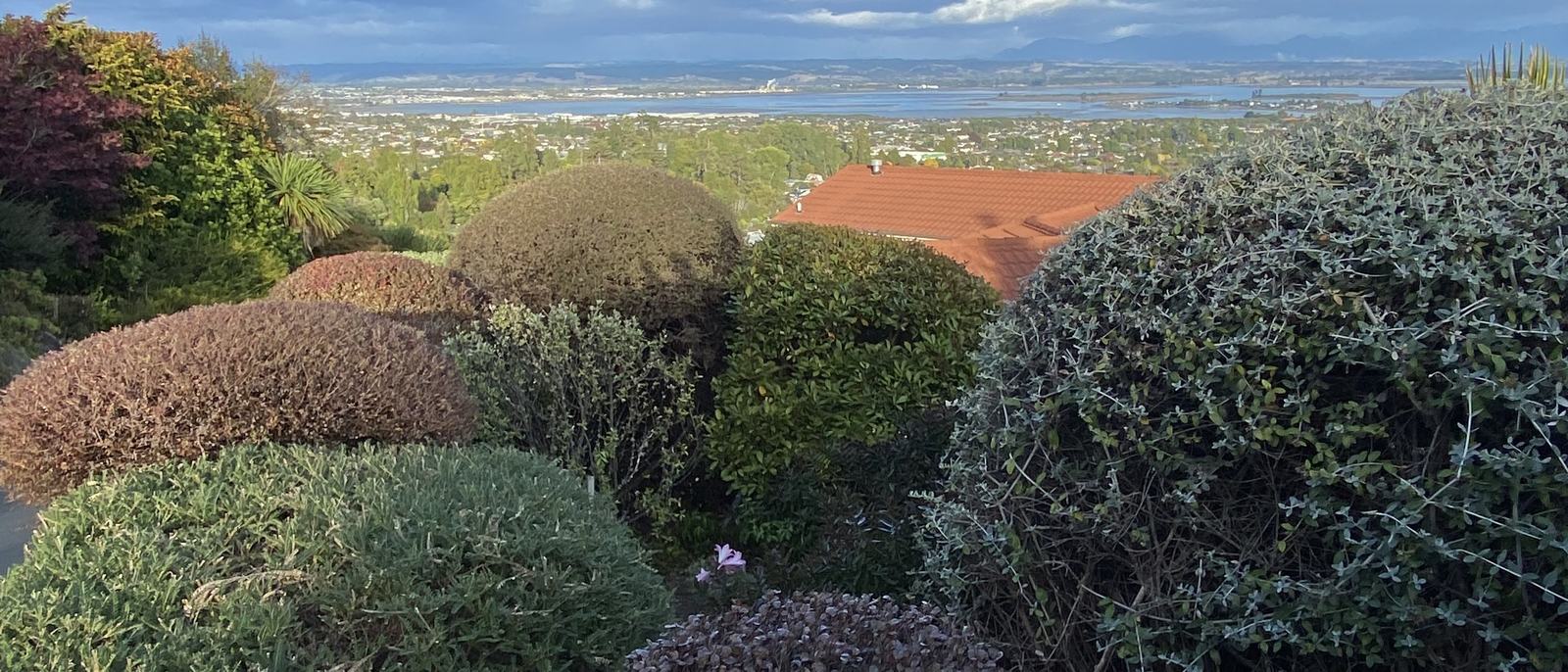 Clipped shrubs in a hillside garden looking out across Tasman Bay