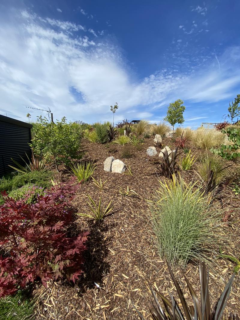 A newly planted garden bed finished with bark mulch, flax and low shrubs