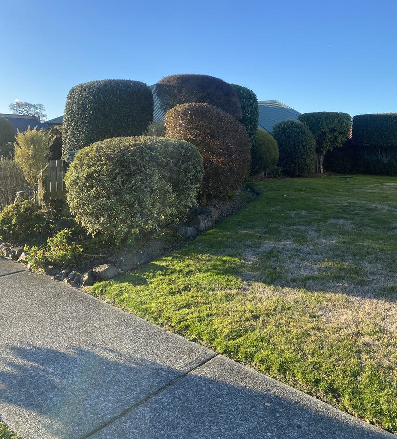 Clipped shrubs and a sharply edged lawn running alongside a concrete path