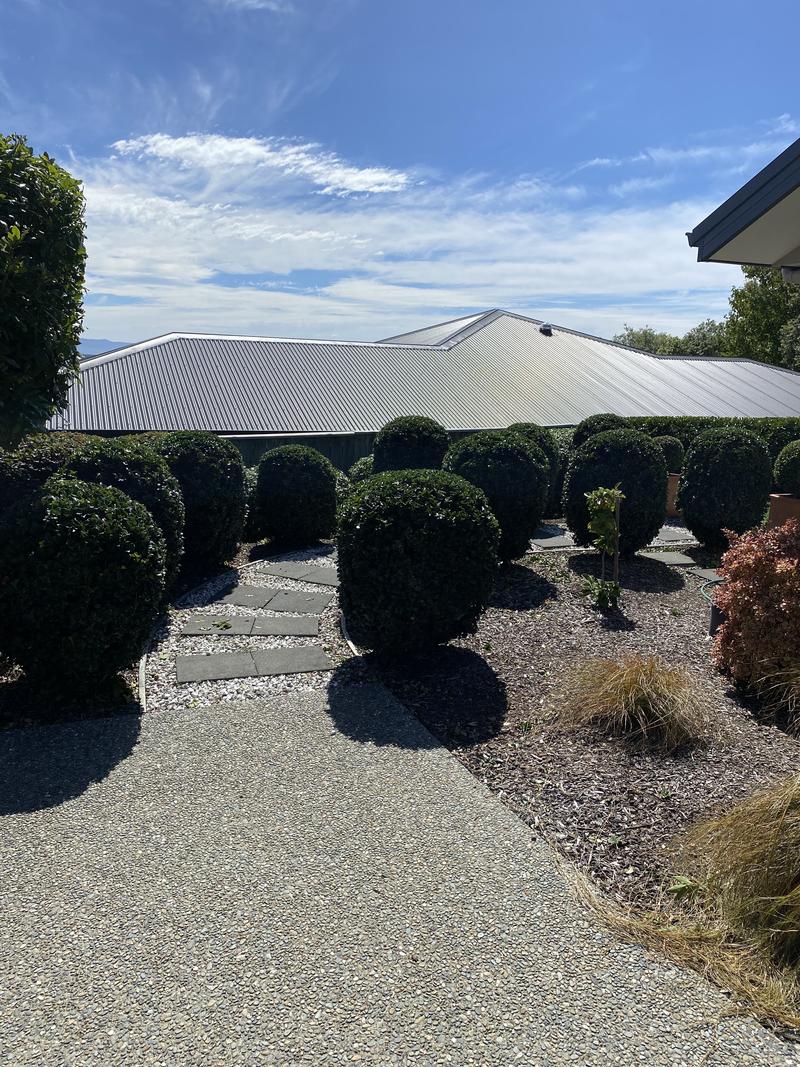Round clipped shrubs lining a gravel path through a planted front garden